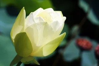 莲花，风筝，鲜花，指甲