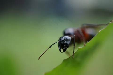 蚂蚁,探头,头,关闭,昆虫,宏 蚂蚁,探头,头,关闭,昆虫,宏