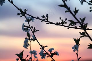 春天，盛开，自然，叶子，自然，生活的本质