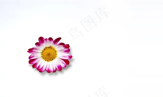 开花，菊花，极简主义者，花