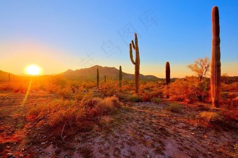 植物,树,街灯,风景,天空,排列整齐