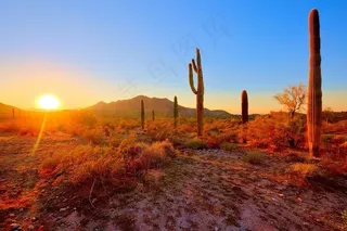 植物,树,街灯,风景,天空,排列整齐