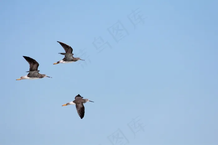 三人行，鸟，飞行，天空，在飞行中的鸟，翅膀