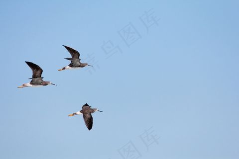 三人行，鸟，飞行，天空，在飞行中的鸟，翅膀