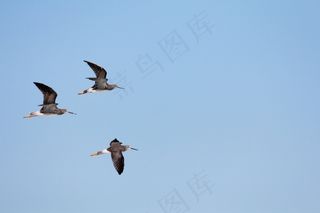 三人行，鸟，飞行，天空，在飞行中的鸟，翅膀