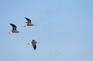 三人行，鸟，飞行，天空，在飞行中的鸟，翅膀