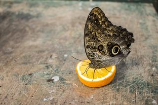 蝴蝶，Bug，自然，翅膀，棕色的蝴蝶，动物