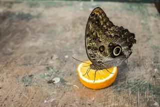 蝴蝶，Bug，自然，翅膀，棕色的蝴蝶，动物