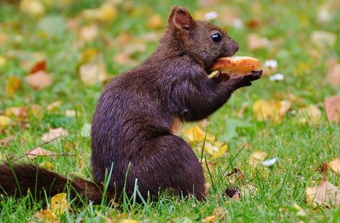 松鼠，纳格，可爱，自然，啮齿动物，爬，花园