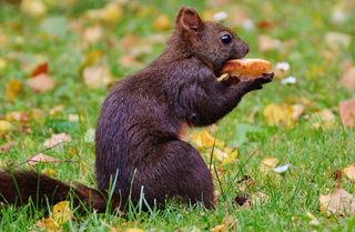 松鼠，纳格，可爱，自然，啮齿动物，爬，花园