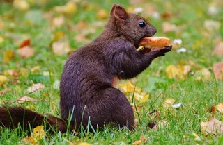 松鼠，纳格，可爱，自然，啮齿动物，爬，花园