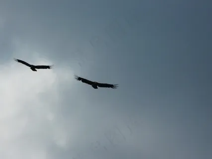 雕,猛禽,鸟,天空 雕,猛禽,鸟,天空
