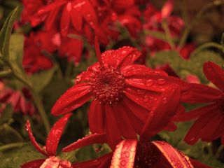 花，红色，滴灌，自然