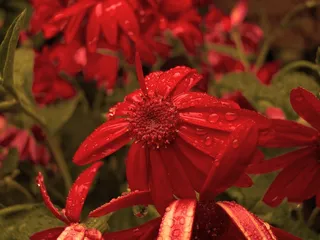 花，红色，滴灌，自然