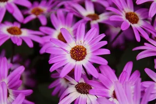 花，紫，紫色，植物