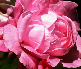 玫瑰，粉红色，花，盛开，浪漫，浪漫，开花