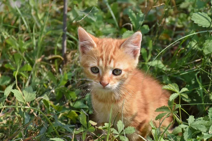 猫，年轻的猫，俏皮，宠物，红色，白色，猫脸