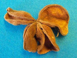 莲花土地，Sterculia Urens，印度，雌花