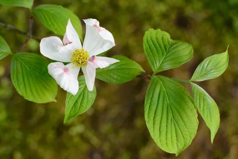 分支机构，叶子，开花，性质，叶，春