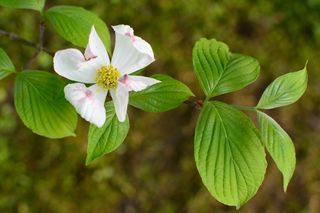 分支机构，叶子，开花，性质，叶，春