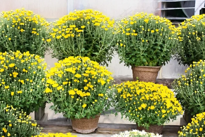 菊花，黄色，秋天，秋，菊花，多彩
