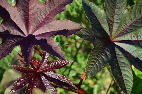 叶子，紫色，绿色，叶子，植物，绿叶，形状