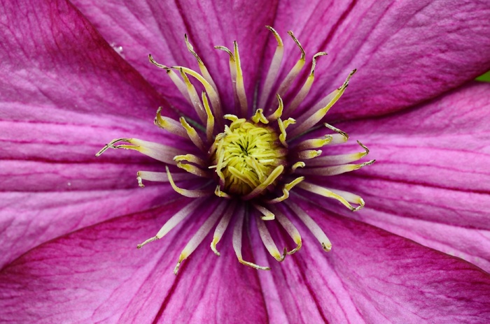 铁线莲，开花，花，紫，登山者