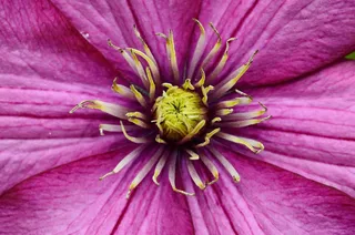 铁线莲，开花，花，紫，登山者