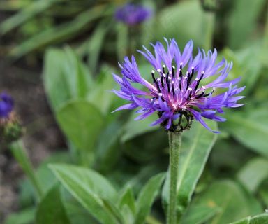 矢车菊，矢车菊，开花，蓝色，春天