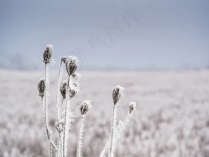 植物,冻结,冬季,冷,冰,晶体,针 植物,冻结,冬季,冷,冰,晶体,针
