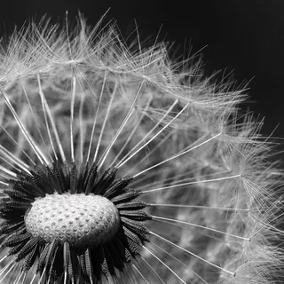 修女，蒲公英，寻常型，苦苣菜，种子