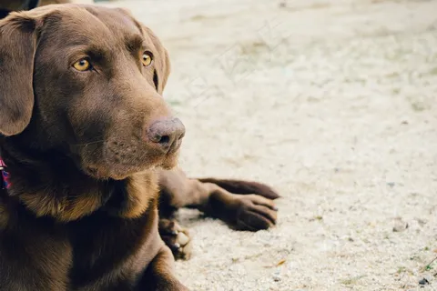 拉不拉多,意大利卡斯罗犬,威玛猎犬,罗威纳犬,罗维纳,拉布拉多狗在海滩上放松 拉不拉多,意大利卡斯罗犬,威玛猎犬,罗威纳犬,罗维纳,拉布拉多狗在海滩上放松