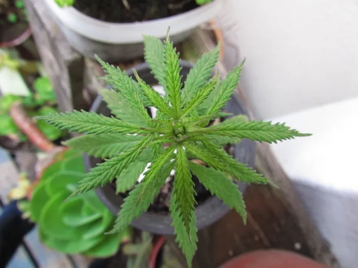 大麻，曼陀罗，杂草，草本植物，性质，植物