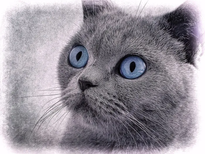猫，猫绘图，蓝眼睛，绘图，灰色，动物，宠物