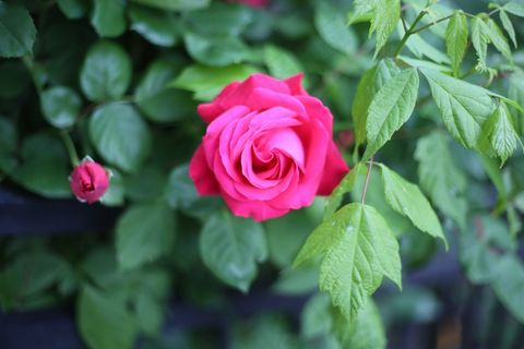 玫瑰，爱情，美丽，风景