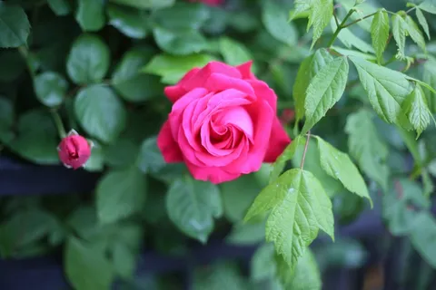 玫瑰，爱情，美丽，风景