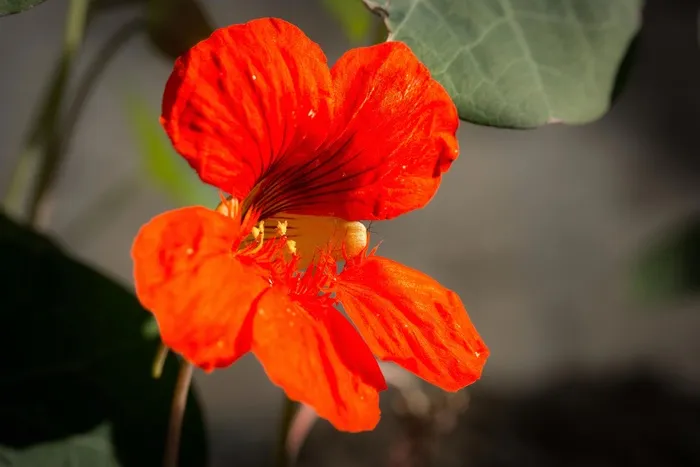 金莲花，水芹，开花，花，花，盛开，花萼