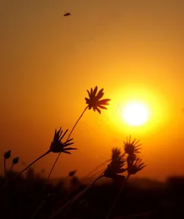 东,太阳,草,鲜花,红色,天空,景观 东,太阳,草,鲜花,红色,天空,景观