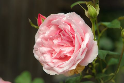 玫瑰，粉红色，开花，玫瑰，玫瑰绽放，粉红玫瑰