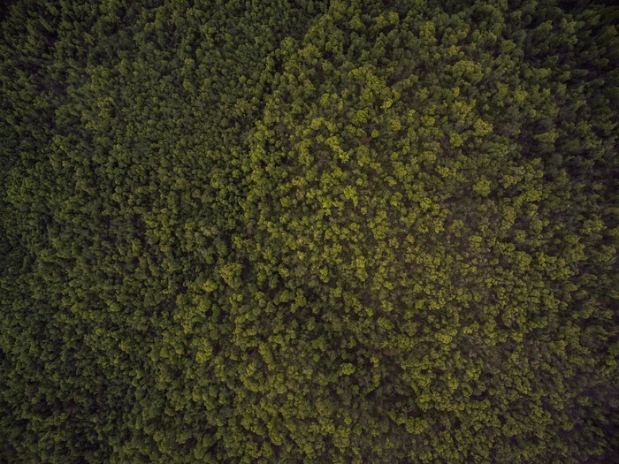 模糊图片,葶苈子,显示器屏幕,材质贴图,地板砖,环境森林树木深绿色