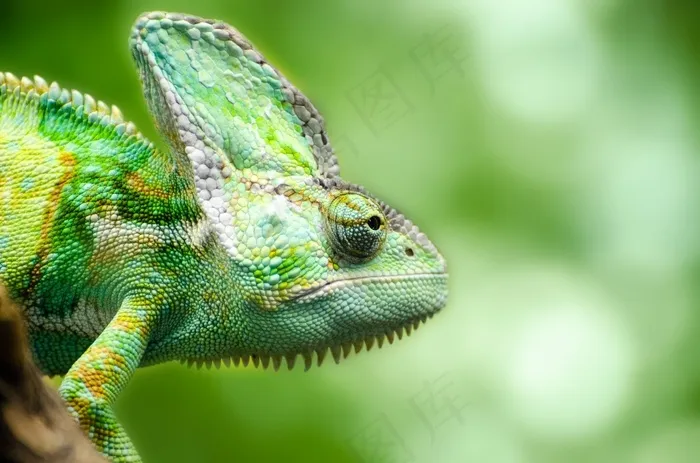 爬行动物，变色龙，也门，宠物，隔离，蜥蜴
