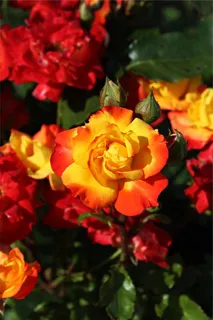 玫瑰,芽,开花,红色,黄色,嫩,盛开 玫瑰,芽,开花,红色,黄色,嫩,盛开