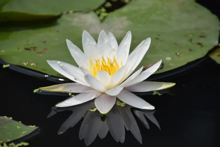 睡莲，水生，池塘，夏天，白