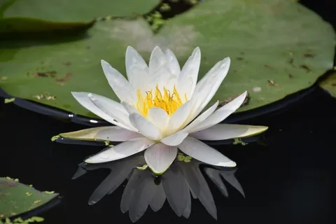 睡莲,水生,池塘,夏天,白 睡莲,水生,池塘,夏天,白