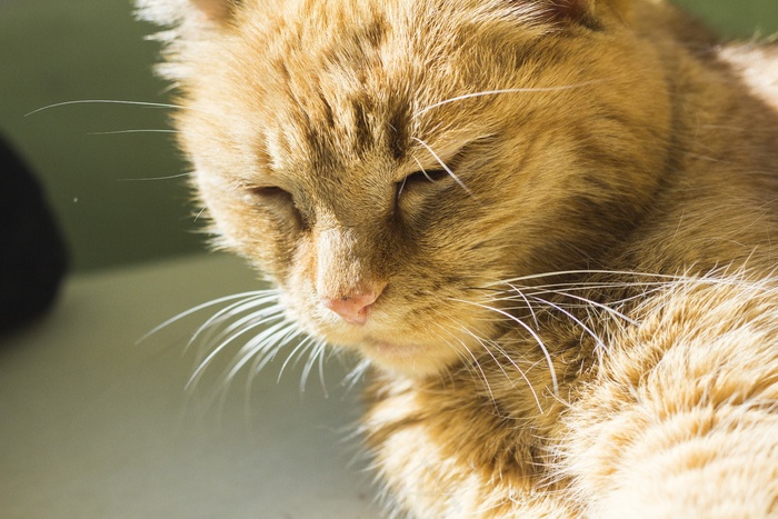 猫，鲭鱼，太阳，家猫，胡子，放松