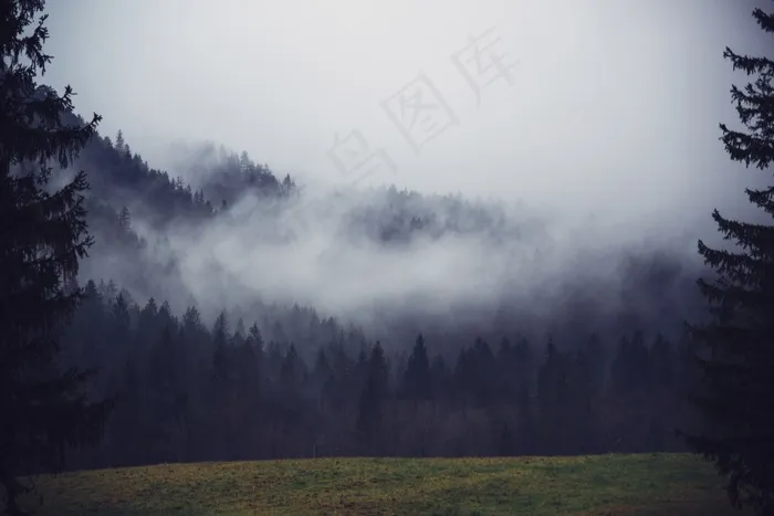 树木，山，雾，雾，有雾，环境