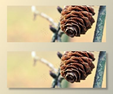 点击，树，落叶松，针叶树，自然，植物，森林