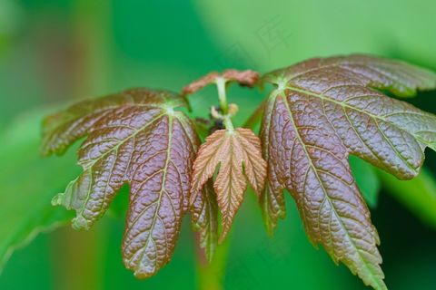 自然，树，树叶，枫，对称性