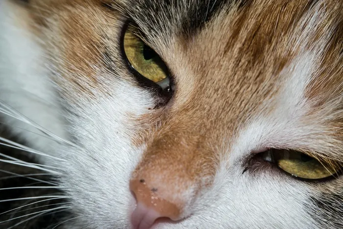猫，眼睛，猫的眼睛，查看，看，看，幸运猫