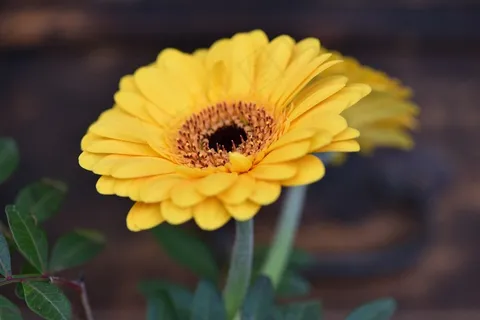 非洲菊,花,Schnittblume,橙,橙花 非洲菊,花,Schnittblume,橙,橙花